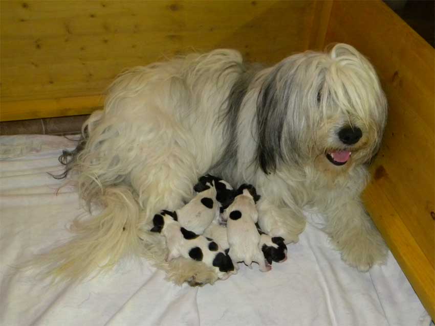 Kiwi (Paya PON von der Bismarckwarte)