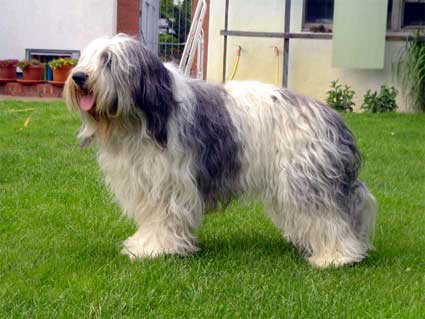 Deutscher Jugendchampion des VDH/APH Dworak z Gangu Dlugich, Deutscher Champion APH/VDH, Jahrhundertsieger Dortmund 2006 Deutscher Jugendchampion des VDH/APH Dworak z Gangu Dlugich, Deutscher Champion APH/VDH, Jahrhundertsieger Dortmund 2006