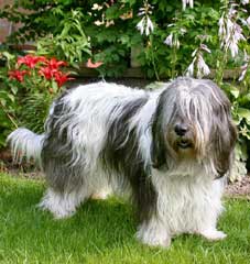 Deutscher Jugendchampion des VDH/APH Dworak z Gangu Dlugich