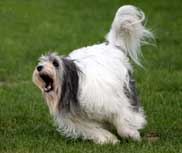 05.09.2008 Besuch bei Mikesch in Schwarzenbek