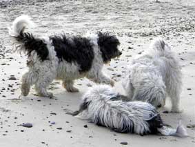 Oktober 2010 letzter Urlaub in Dnemark