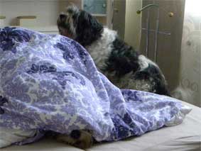 15.12.2010 - Aschis letztes Foto