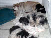 05.09.2008 Besuch bei Mikesch in Schwarzenbek