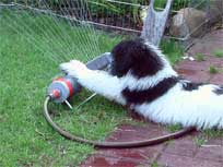 12.08.08: Medi zu Hause