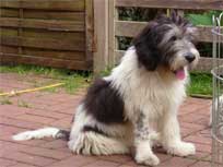 06.09.2008 Besuch bei Medi in Bad Bramstedt 06.09.2008 Besuch bei Medi in Bad Bramstedt