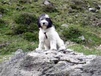 September 2008 Merlin in stereich