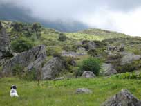 September 2008 Merlin in stereich