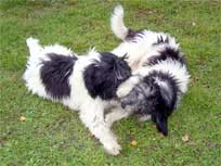 07.092008 Klubschau in Ratekau Mikesch und Medi 07.092008 Klubschau in Ratekau Mikesch und Medi