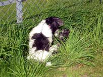 07.092008 Klubschau in Ratekau Mikesch und Medi 07.092008 Klubschau in Ratekau Mikesch und Medi