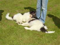 07.092008 Klubschau in Ratekau Mikesch und Medi 07.092008 Klubschau in Ratekau Mikesch und Medi