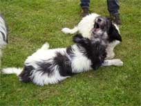 07.092008 Klubschau in Ratekau Mikesch und Medi