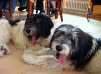 05.09.2008 Besuch bei Mikesch in Schwarzenbek 05.09.2008 Besuch bei Mikesch in Schwarzenbek