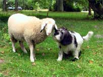 05.09.2008 Besuch bei Mikesch in Schwarzenbek 05.09.2008 Besuch bei Mikesch in Schwarzenbek