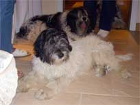 05.09.2008 Besuch bei Mikesch in Schwarzenbek 05.09.2008 Besuch bei Mikesch in Schwarzenbek