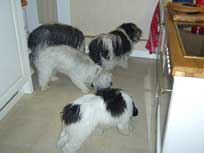 05.09.2008 Besuch bei Mikesch in Schwarzenbek