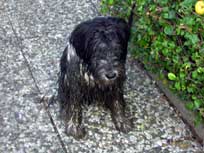 05.09.2008 Besuch bei Mikesch in Schwarzenbek