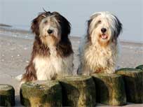 05.09.2008 Besuch bei Mikesch in Schwarzenbek 05.09.2008 Besuch bei Mikesch in Schwarzenbek