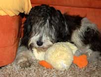 05.09.2008 Besuch bei Mikesch in Schwarzenbek 05.09.2008 Besuch bei Mikesch in Schwarzenbek