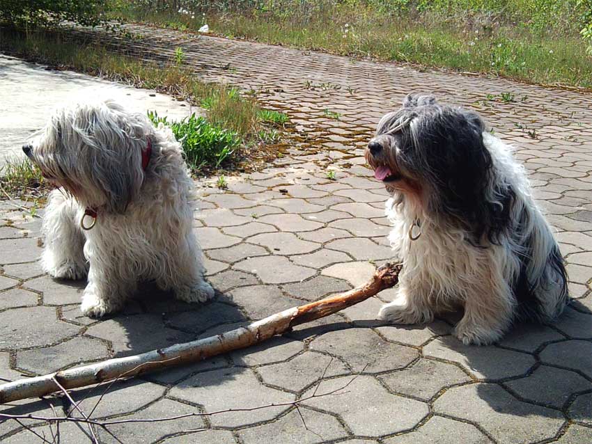 April 2012 - Wanda und Patka