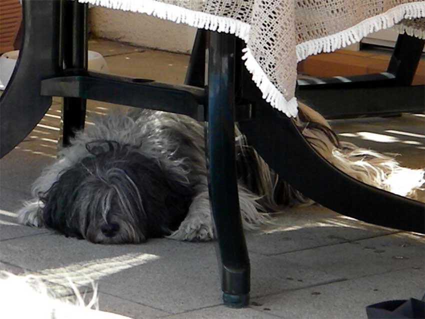 Junil 2011 - Ein schattiges Pltzchen gefllig?