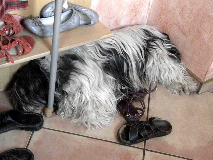 Juni 2011 - Gute Nacht !