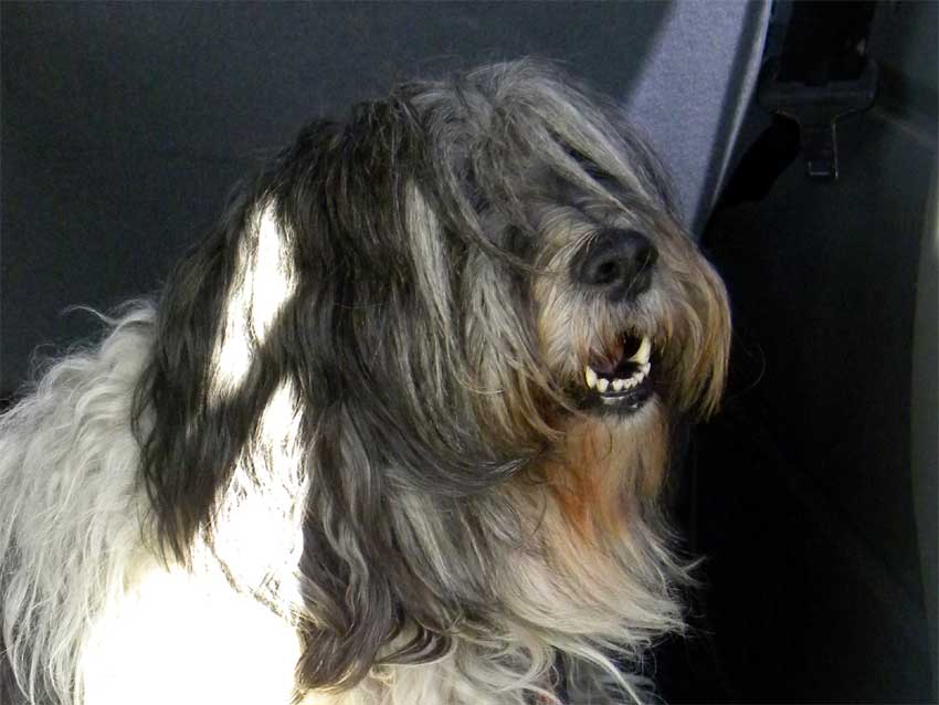 April 2011 - Kopfbild