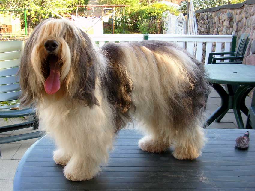 April 2009 - schicker Hund