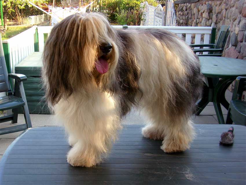 April 2009 - schicker Hund