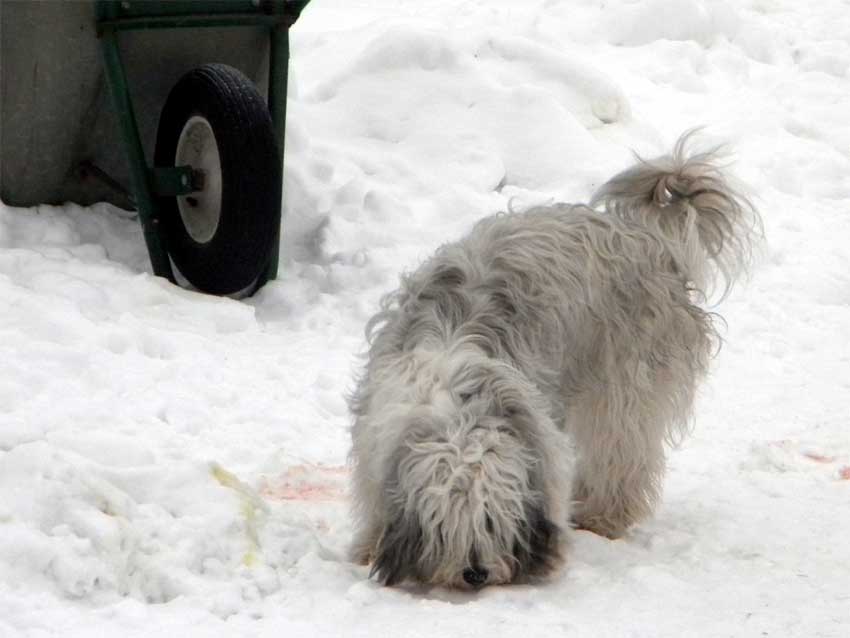 Januar 2010  - Immer noch Schnee !