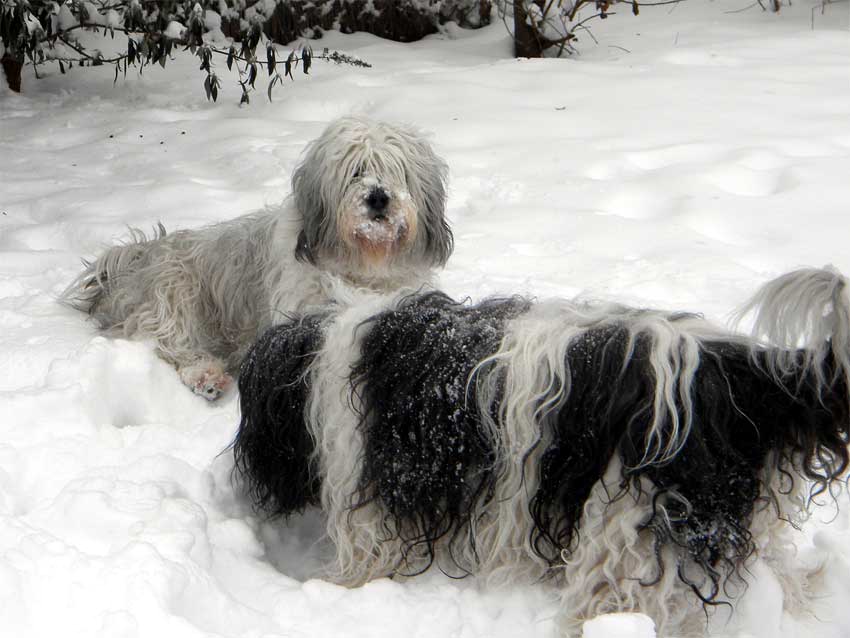 Dezember 2009 - So viel Schneeeeee !