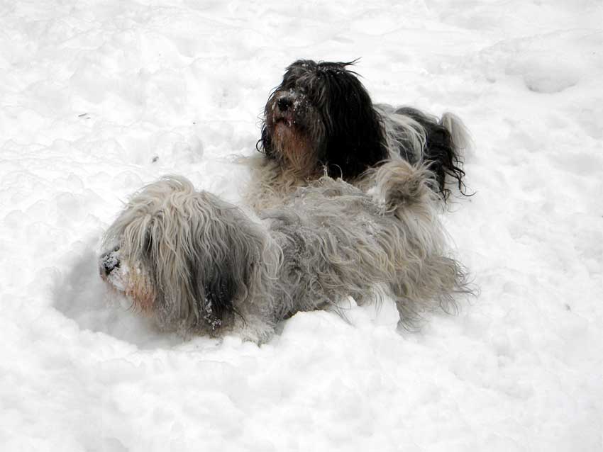 Dezember 2009 - So viel Schneeeeee !