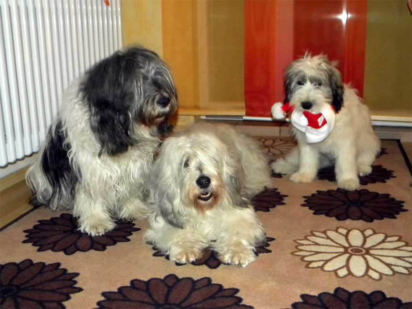 Dezwmber 2011 - Patka, Wanda und Kiwi