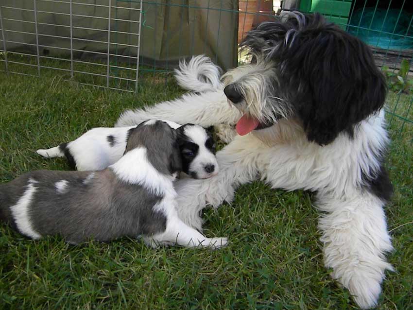 August 2011 - Ava mit Welpen