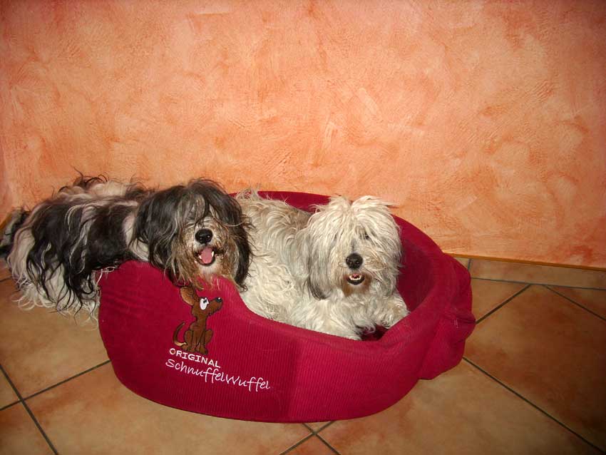 Mrz 2009 - Aschi und Wanda spielen 