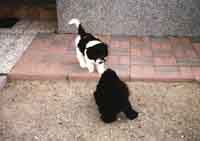 Galileo macht Bekanntschaft mit einer Pudeldame !!