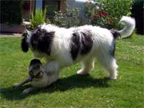 Mit Sam kann man super toben!