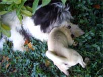 Wir haben uns zum Fressen gern !