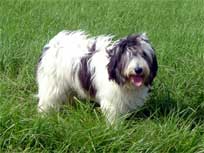 Ich bin nicht dick! Habe nur super Fell!