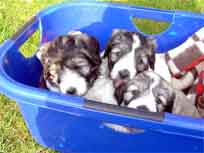 16.03.2007 - Taxi gef�llig ?