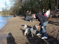 November 2010 -  Medi_und_ganz_viele_andere_Hunde_am_Grunewaldsee