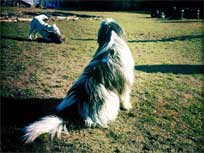 Mrz 2011 - Medi als Stiller Beobachter