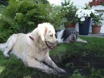 Juli 2011 Neuer Kumpel ?