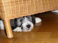 JOSIE im Juni 2010010