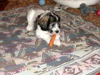 JOSIE im Juni 2010010