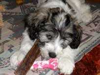 JOSIE im Juni 2010010