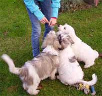 Oktober 2011 Pari, Perci und Kiwi