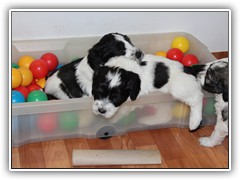 Baellchenbad Nala und Kaspian