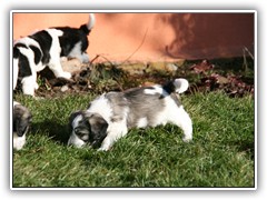 Frodo auf Regenwurmjagd