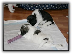 Hey Silas spiel mit mir