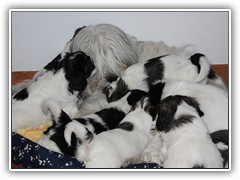 Kiwi hat alle Pfoten voll zu tun